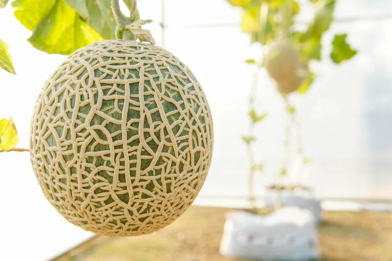 musk melon